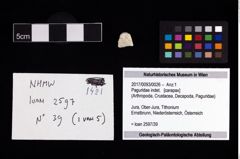 Foto (Objekt + Etikett) von Paguridae indet.  (NHMW-GEO-2017-0093-0026)